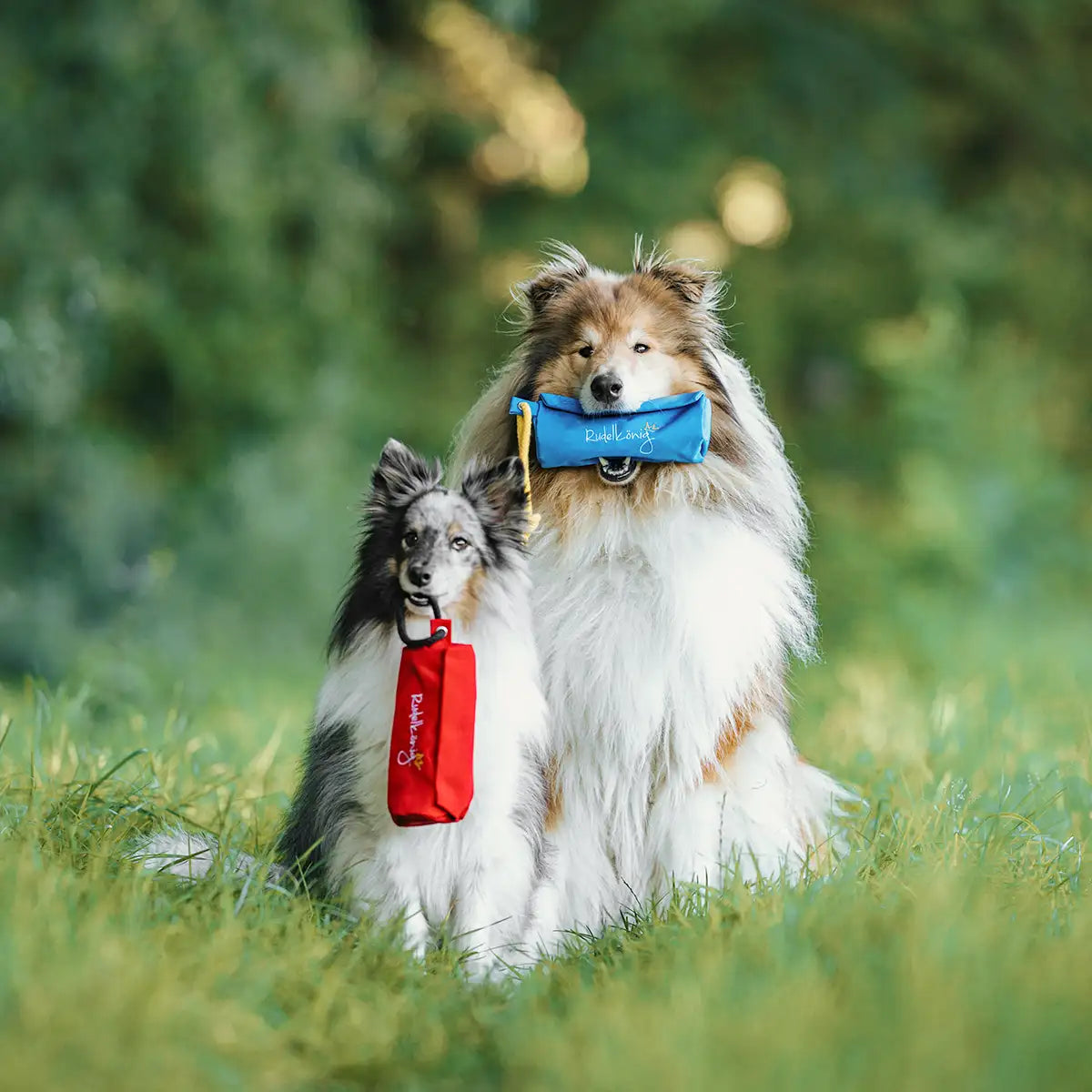 Dummytraining mit zwei Futterdummys von Rudelkönig in blau und rot im Wald mit zwei Hunden.