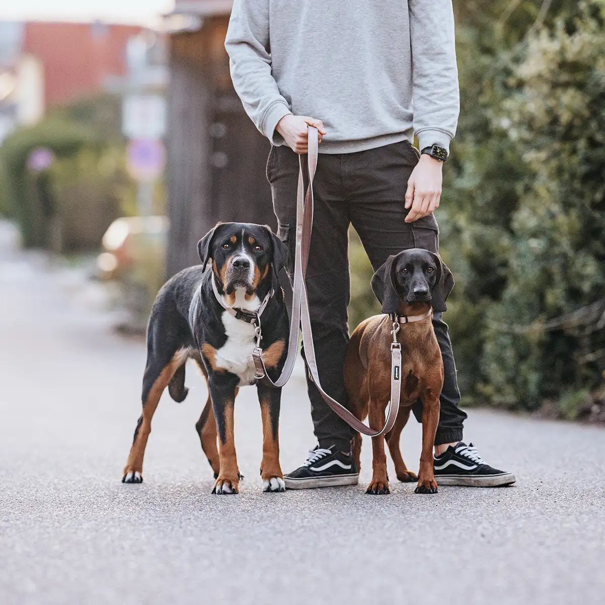 Herrchen führt seine beiden Hunde mit der Rudelkönig Hundeleine Paola in rose