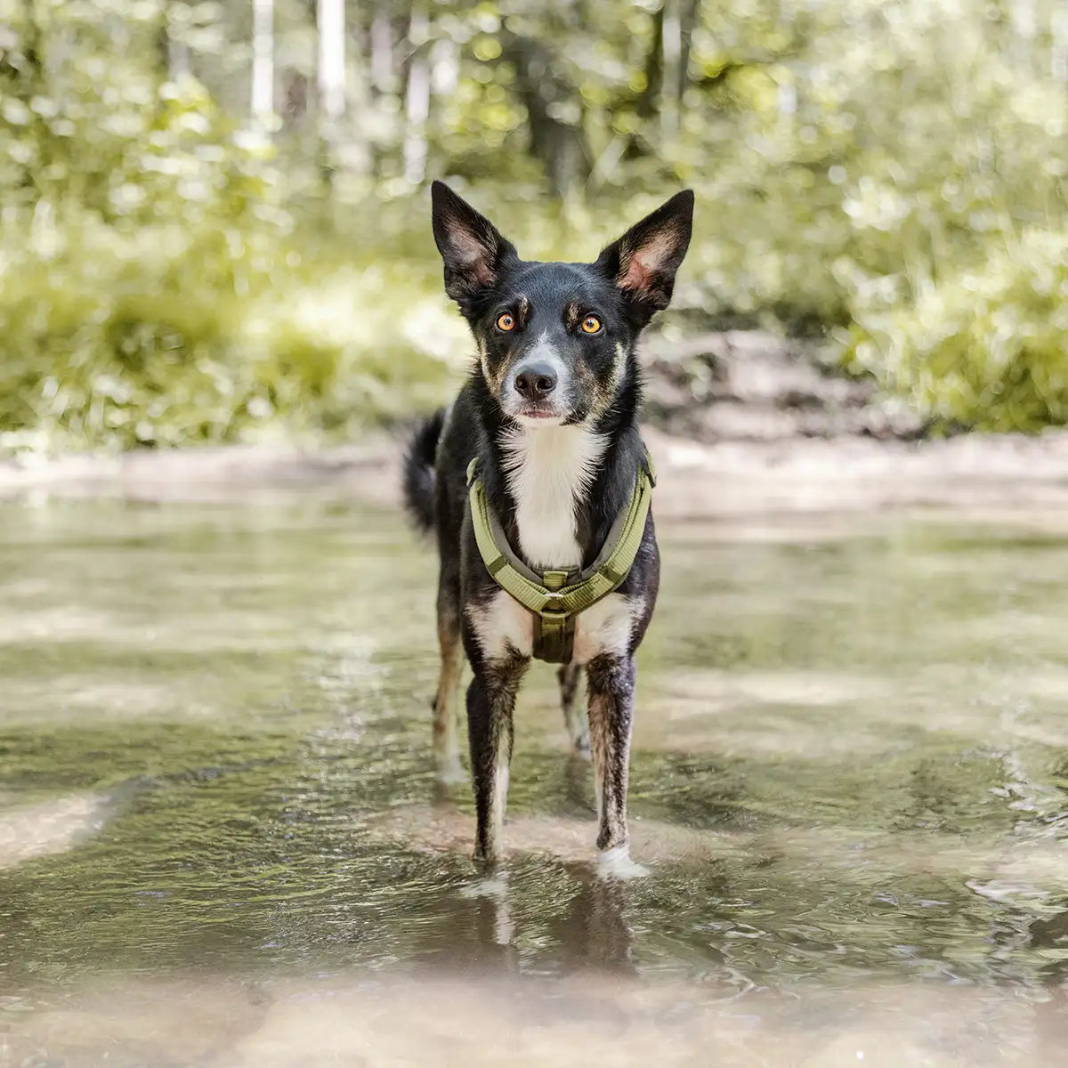 Hund steht mit Ypsilon Geschirr Bella von Rudelkönig im Wald im Wasser und schaut in die Kamera