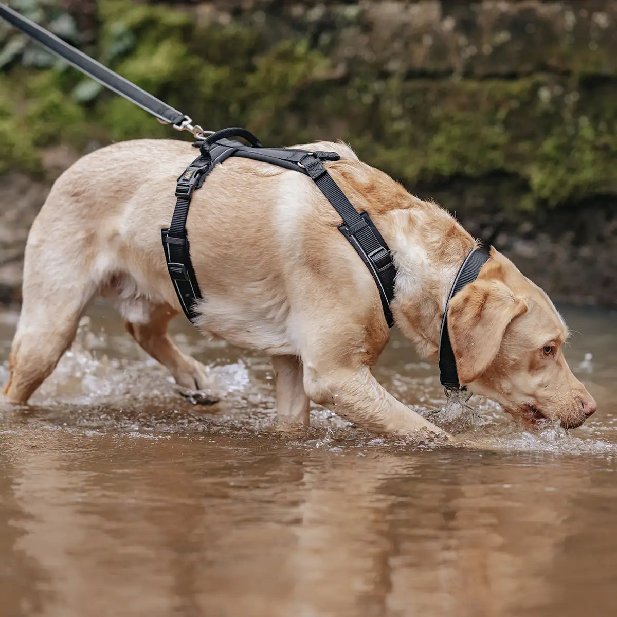 Mantrailing mit Hund im Wald mit Rudelkönig Geschirr Paola und Rudelkönig Hundeleine Paola