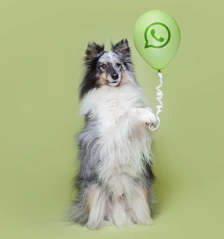 Hund macht Männchen mit Luftballon in der Hand auf welchem ein Whatsapp Zeichen ist