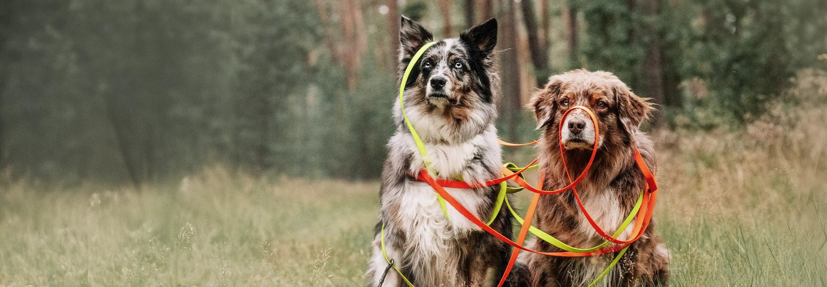 Zwei Hunde sitzen im Wald auf der Wiese umwickelt mit Rudelkönig PVC Schleppleinen im Querformat.