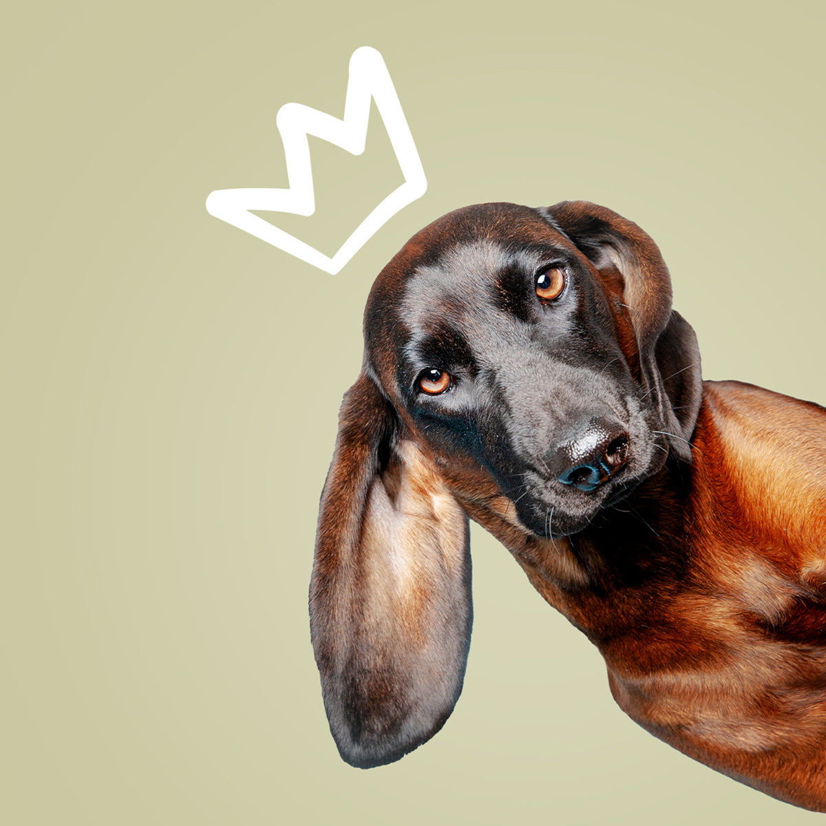 Il cane con la corona disegnata guarda nell'immagine da destra.