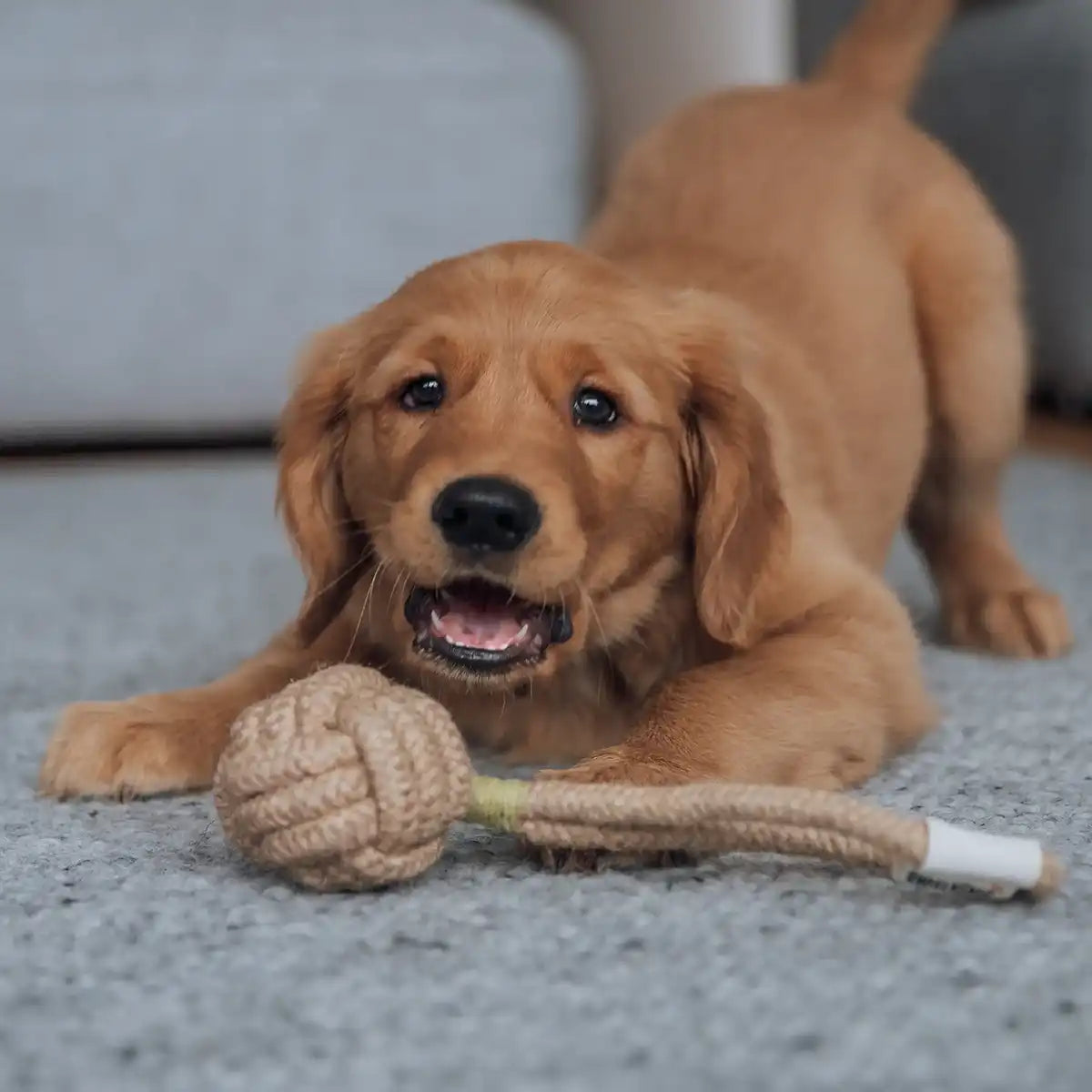 Für Welpen & große Kauer | Egal ob kleiner Wirbelwind oder kräftiger Kauer – das Seilspielzeug passt für jede Rasse und jedes Alter. Perfekt für Welpen, Junghunde und ausgewachsene Vierbeiner.