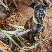 Perfekte Kontrolle für aktive Vierbeiner | Ob kleine, mittelgroße Hunde oder Retriever, Schäferhund, Labradoodle – diese Leine hält alle Hunde sicher bei dir. Stabil, sicher und mit genau dem richtigen Maß an Freiheit. Stark genug für alle.