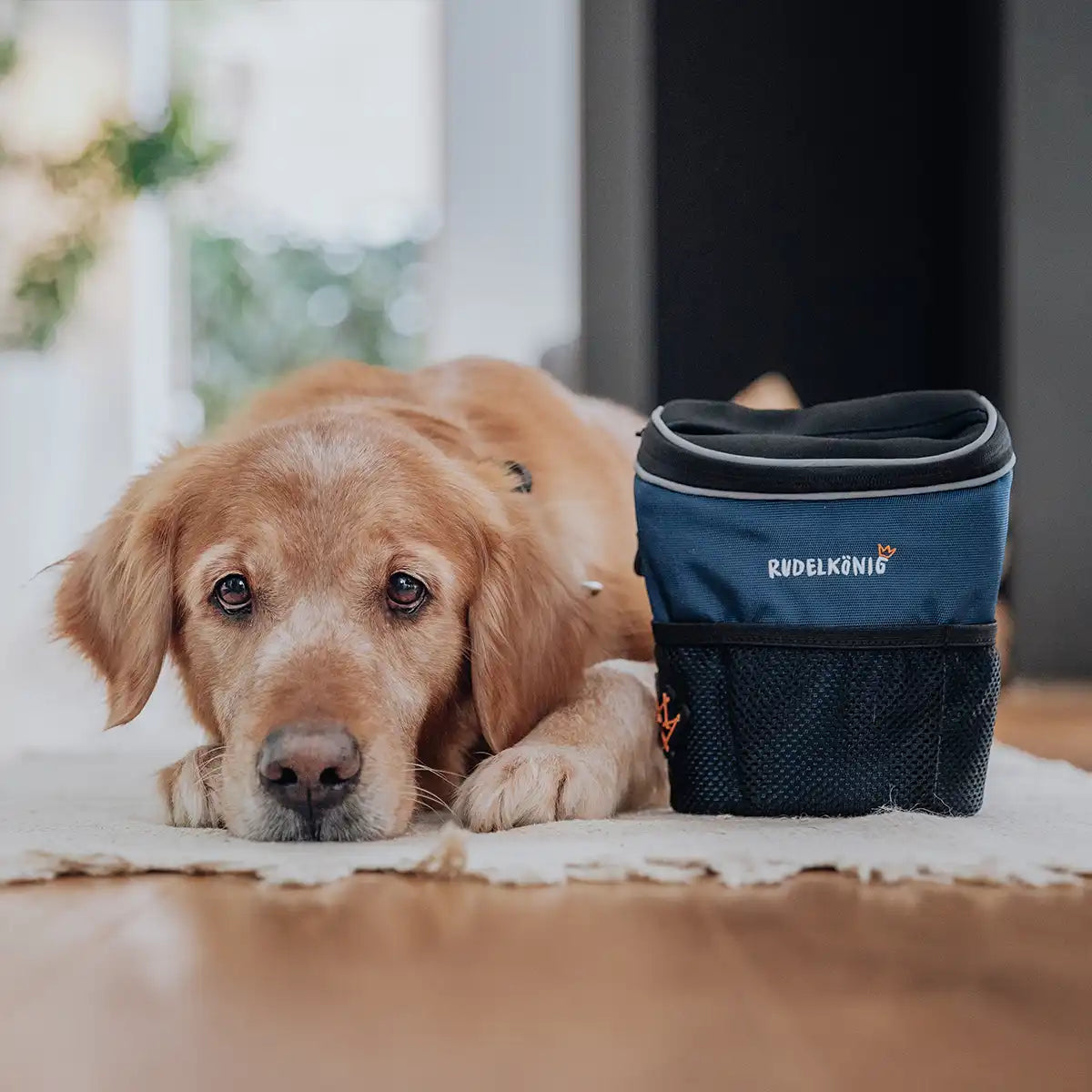 Hund liegt neben der Rudelkönig Bauchtasche im Zimmer und schaut in die Kamera.