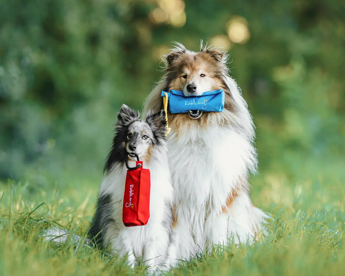 Dummytraining mit zwei Futterdummys von Rudelkönig in blau und rot im Wald mit zwei Hunden. 
