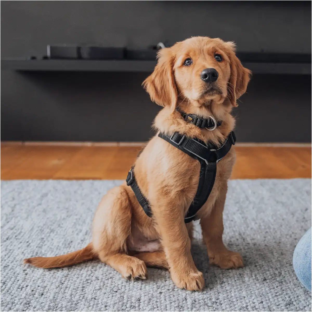 Brauner Retriever Welpe sitzt mit Rudelkönig Hundegeschirr Paola im Wohnzimmer und wartet auf Gassi zu gehen.