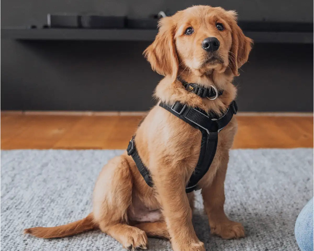 Brauner Retriever Welpe sitzt mit Rudelkönig Hundegeschirr Paola im Wohnzimmer und wartet auf Gassi zu gehen.
