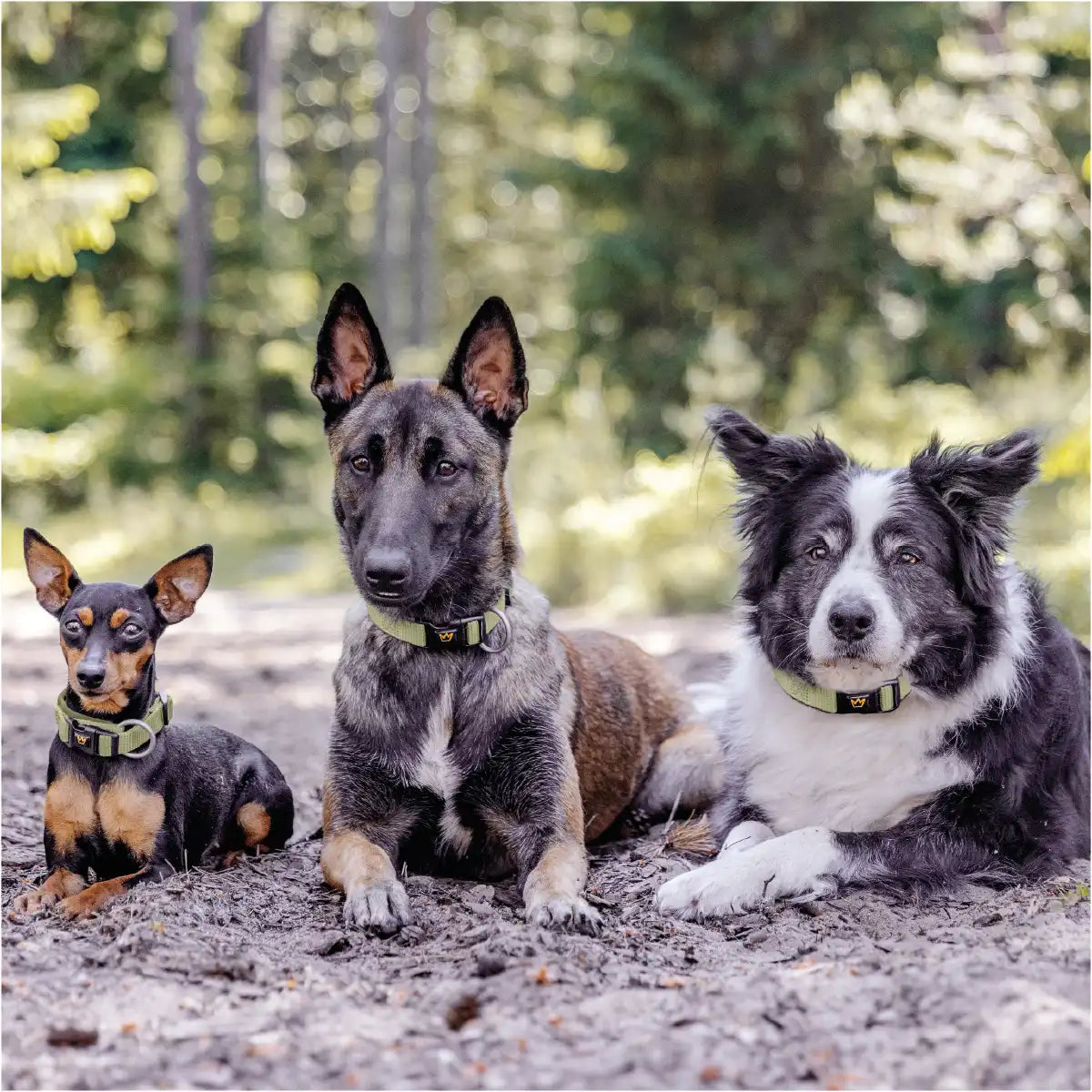 Drei Hunde liegen mit den Rudelkönig Bella Halsbändern im Wald auf dem Boden und schauen zu Ihrem Frauchen.