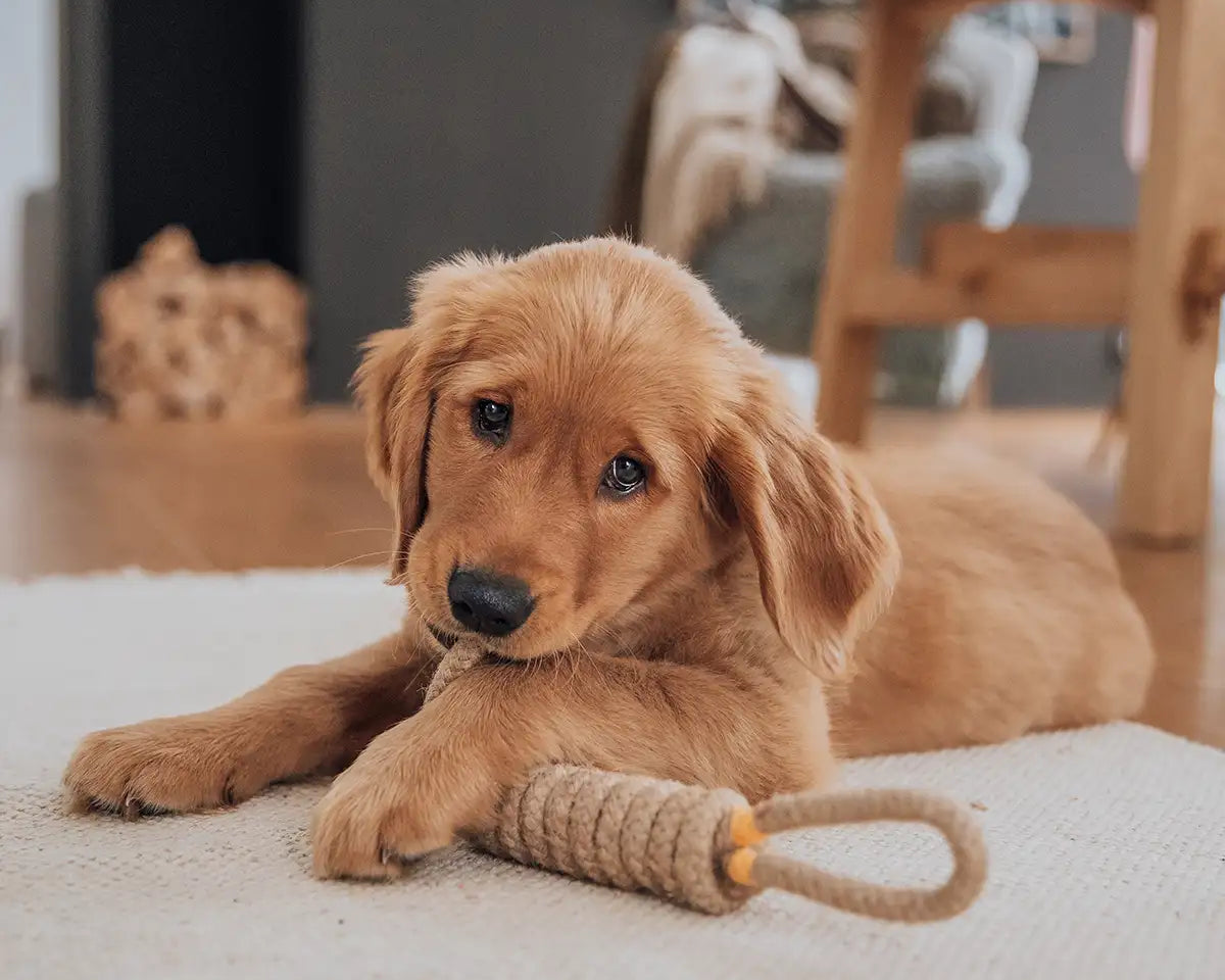 Hund liegt mit Rudelkönig Seilspielzeug auf dem Wohnzimmerboden und kaut auf diesem herum.