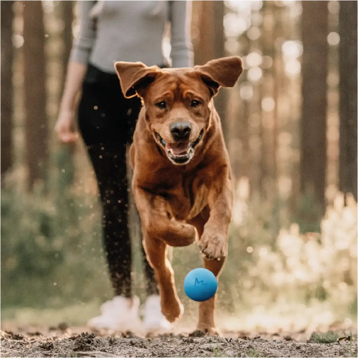 Hund spielt mit seinem blauen Rudelkönig Hundeball im Wald zusammen mit seinem Frauchen.