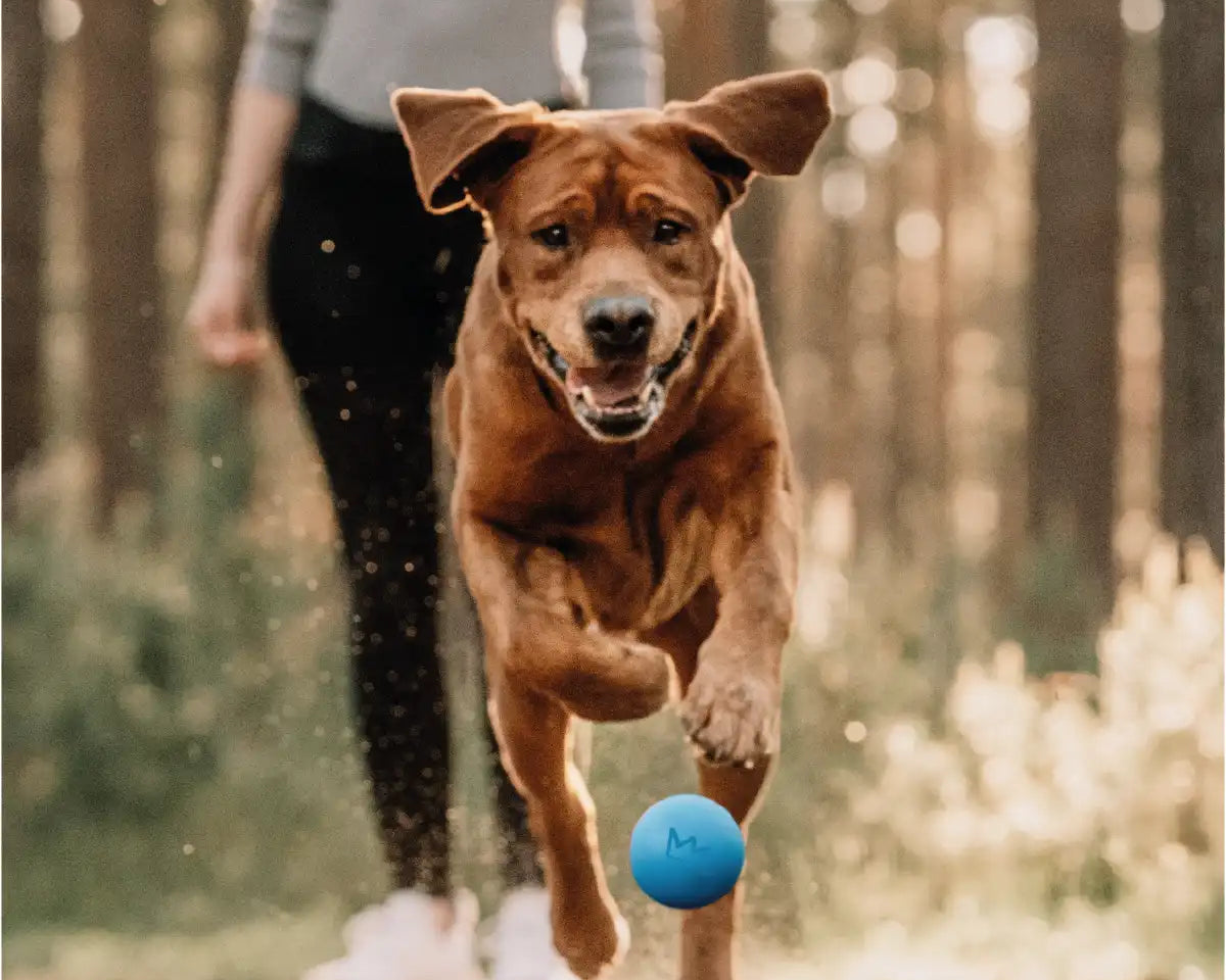 Hund spielt mit seinem blauen Rudelkönig Hundeball im Wald zusammen mit seinem Frauchen.