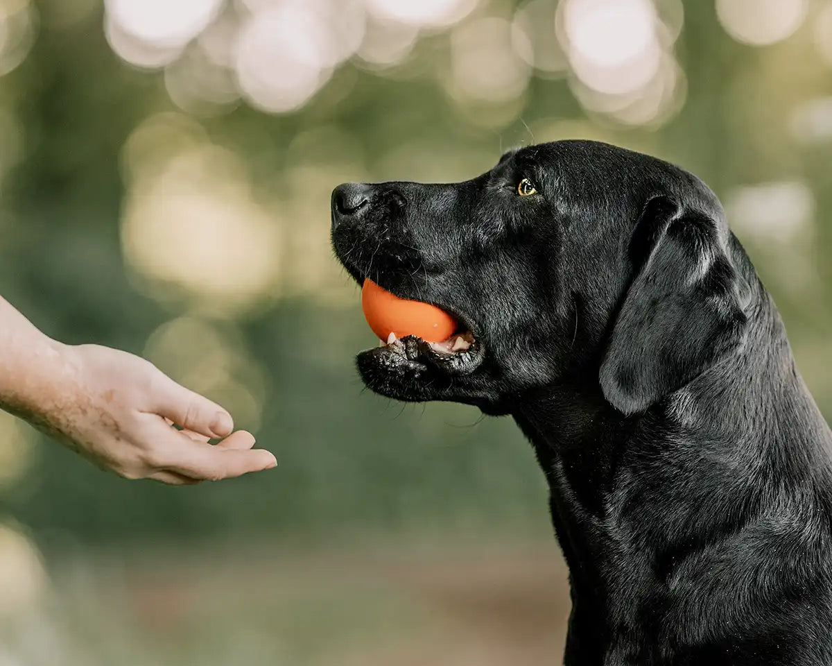Hund hat Rudelkönig Naturkautschuk im Maul und übergibt an sein Frauchen.