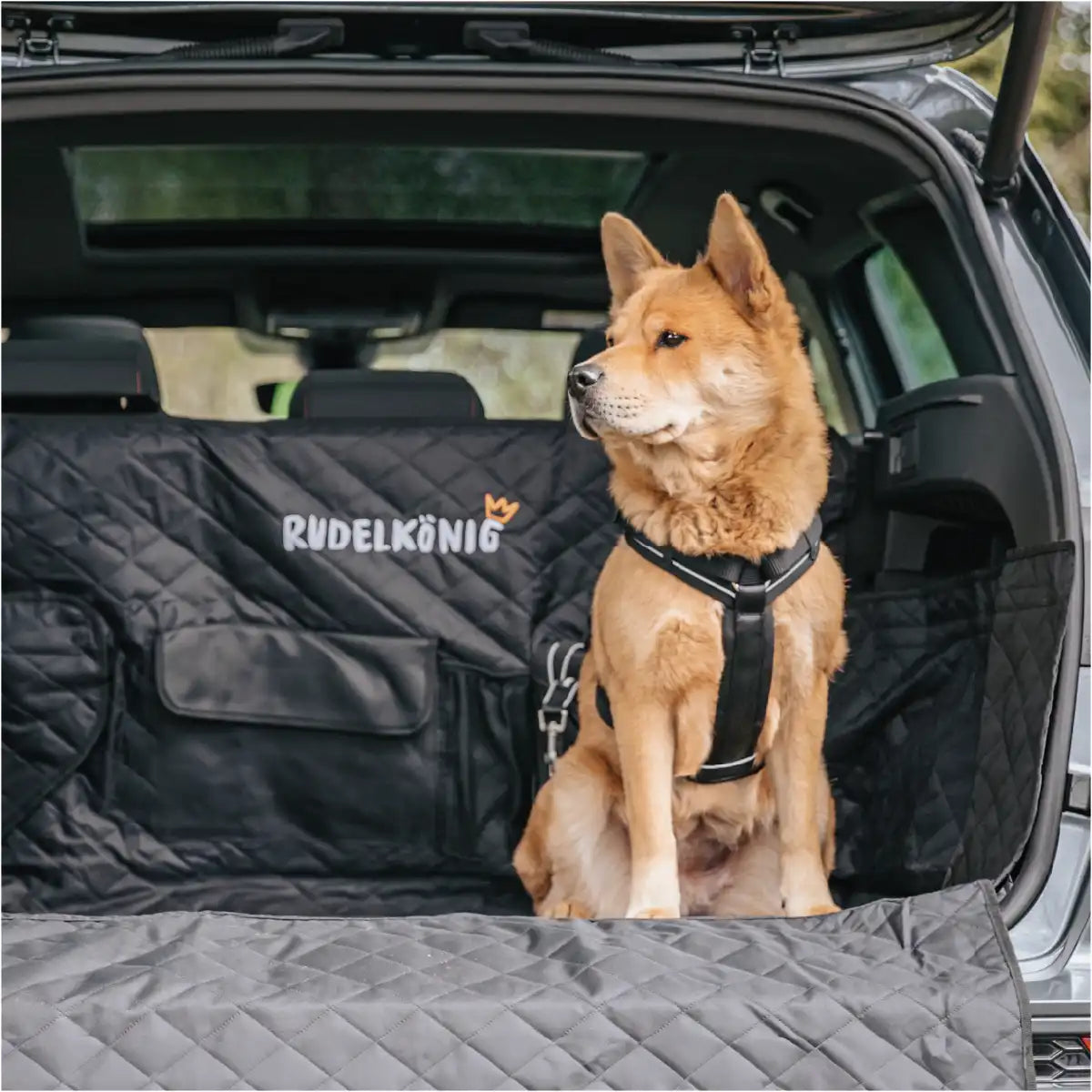 Hund fährt sicher und entspannt angeschnallt mit seinem Rudelkönig Paola Hundegeschirr im Auto Kofferraum mit.