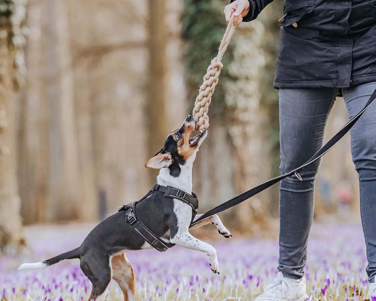 Hund spielt mit dem unkaputtbaren Rudelkönig Seilspielzeug mit seinem Frauchen im Wald.