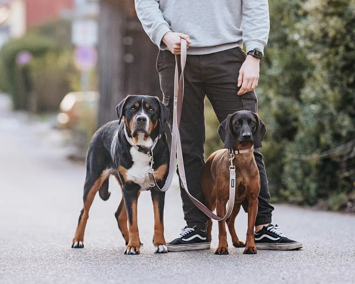 Herrchen führt seine beiden Hunde mit der Rudelkönig Hundeleine Paola in rose