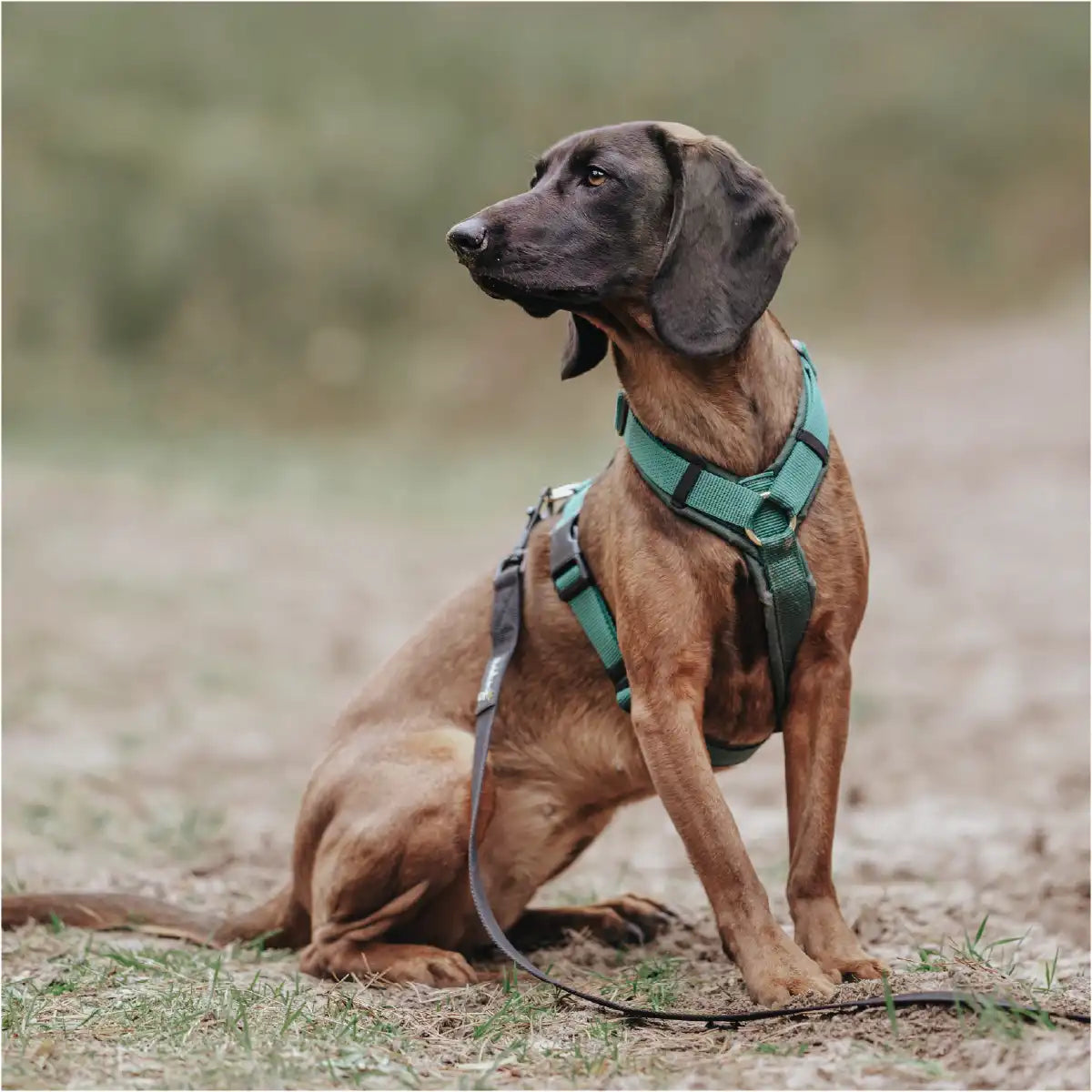 Hund sitzt angeleint mit der Rudelkönig Schleppleine im Wald, die Pfoten auf dem weichen Waldboden.