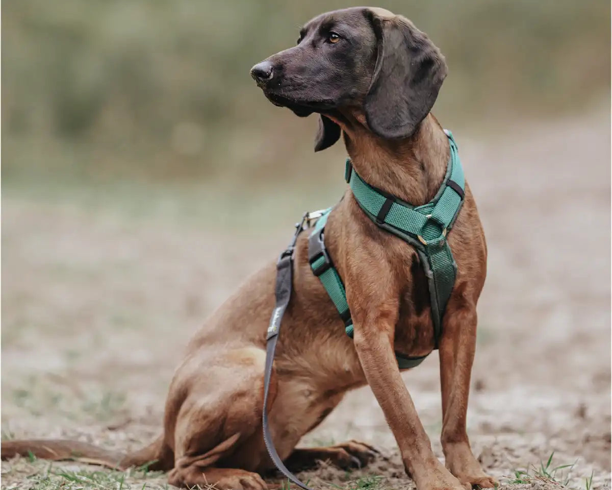 Hund sitzt angeleint mit der Rudelkönig Schleppleine im Wald, die Pfoten auf dem weichen Waldboden.