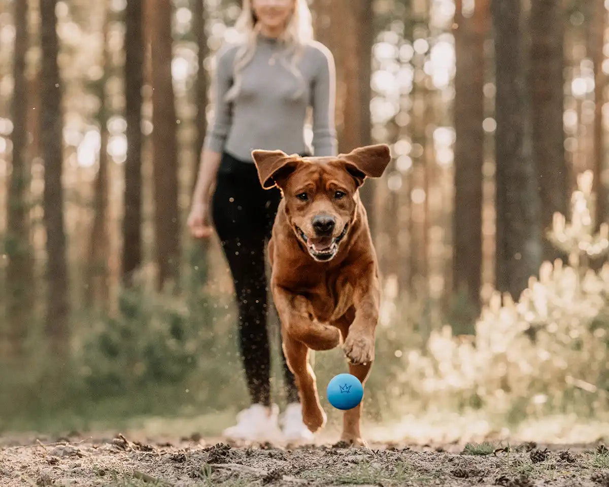 Frauchen spielt mit ihrem Hund und dem Rudelkönig Hundeball in blau im Wald.