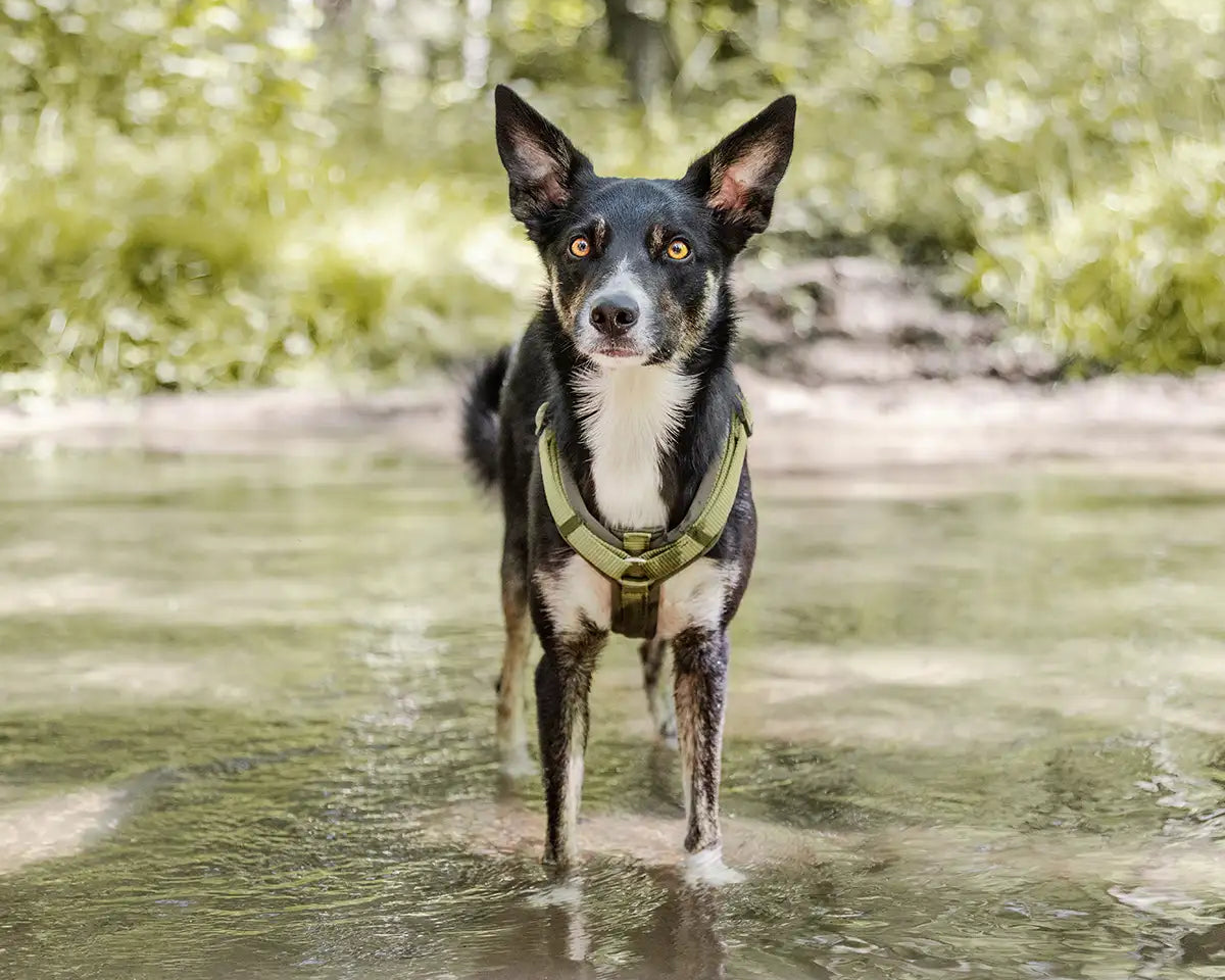 Hund steht mit Ypsilon Geschirr Bella von Rudelkönig im Wald im Wasser und schaut in die Kamera