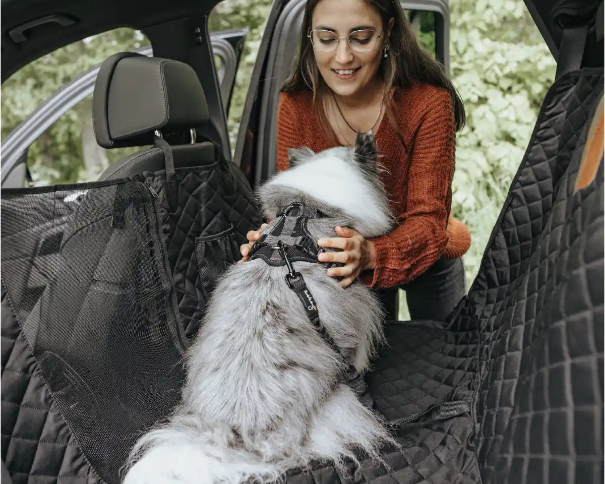 Hund wird mit dem Rudelkönig Sicherheitsgurt sicher im Auto für eine Fahrt von seinem Frauchen am Geschirr angeschnallt.