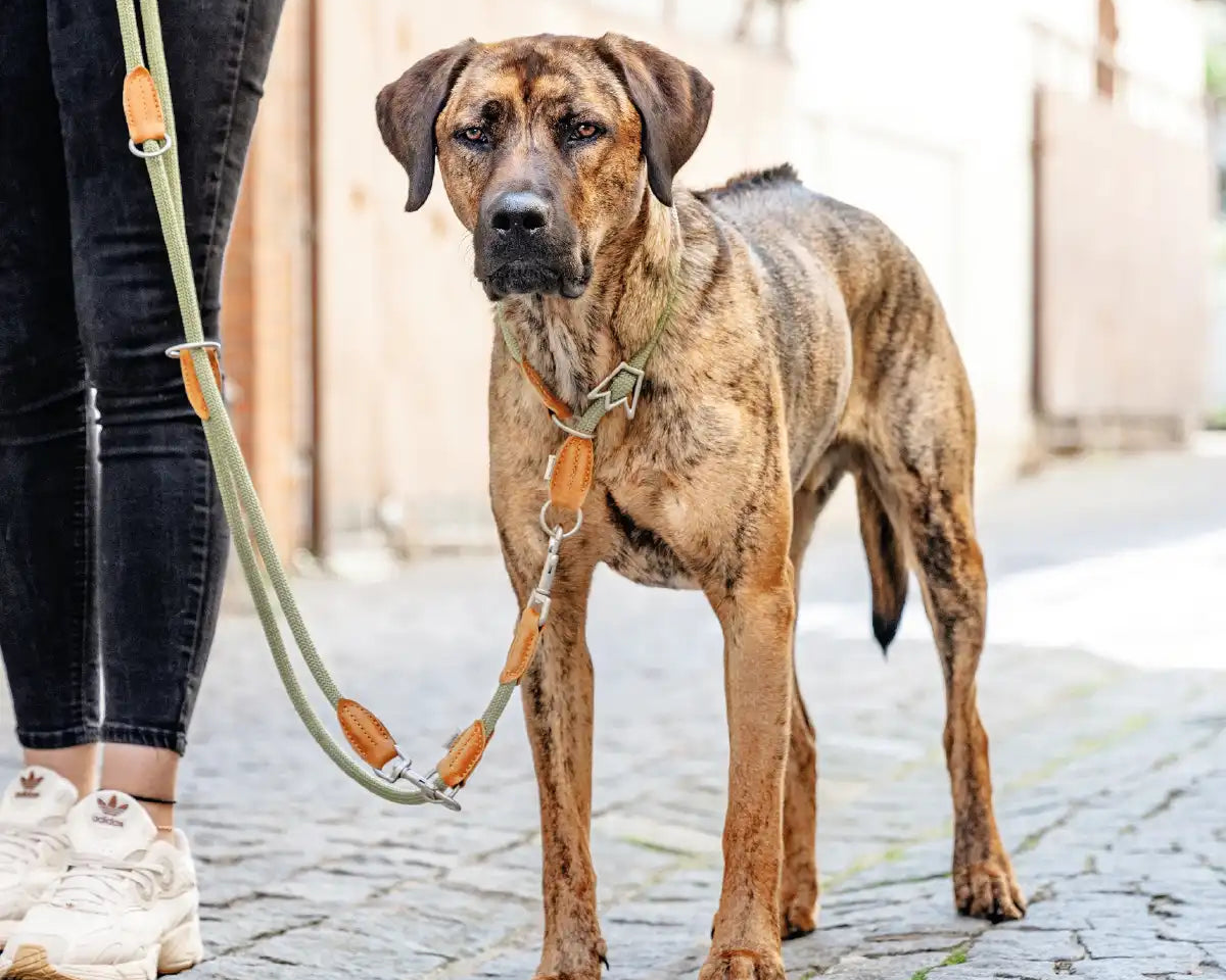Hund steht mit seinem Frauchen und dem Rudelkönig Zugstopphalsband Emma sowie der Hundeleine Emma in der Stadt.