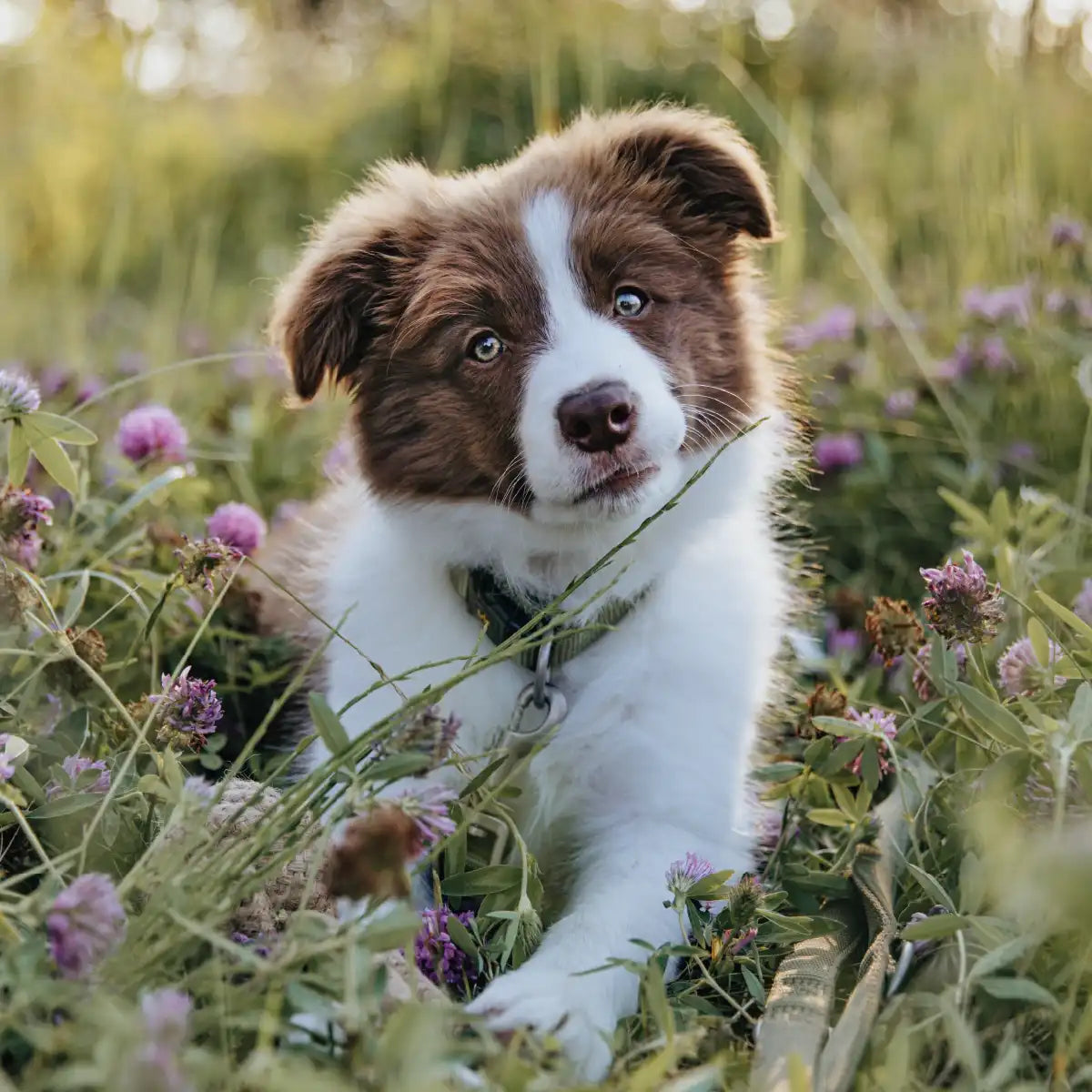 Hundewelpe rennt aufgeregt mit seinem Rudelkönig Halsband Bella durch die Wiese.