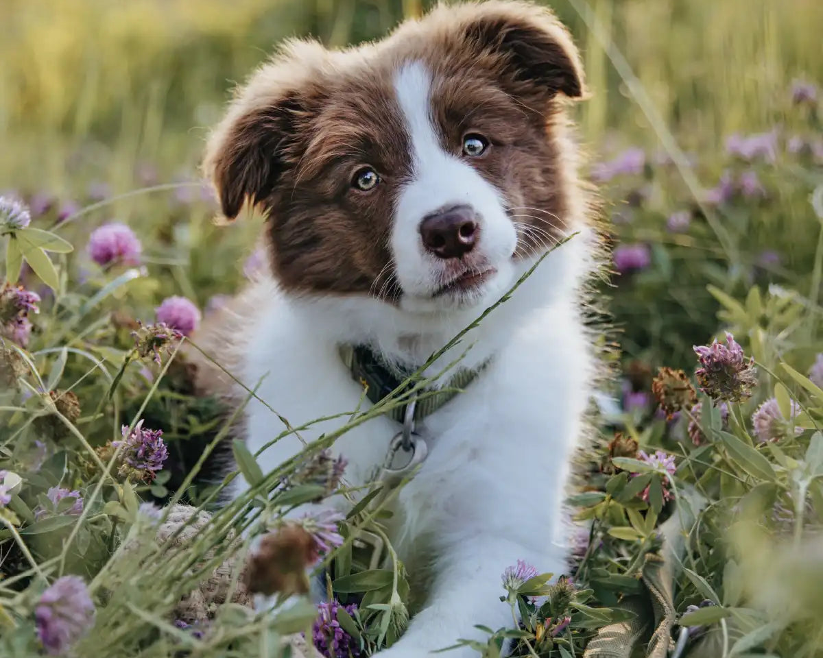 Hundewelpe rennt aufgeregt mit seinem Rudelkönig Halsband Bella durch die Wiese.