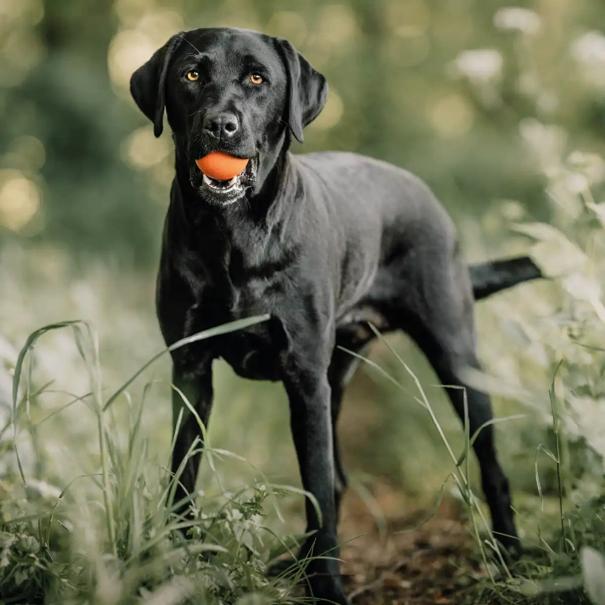 Hund adoptiert den orangenen Rudelkönig Hundeball im Wald.