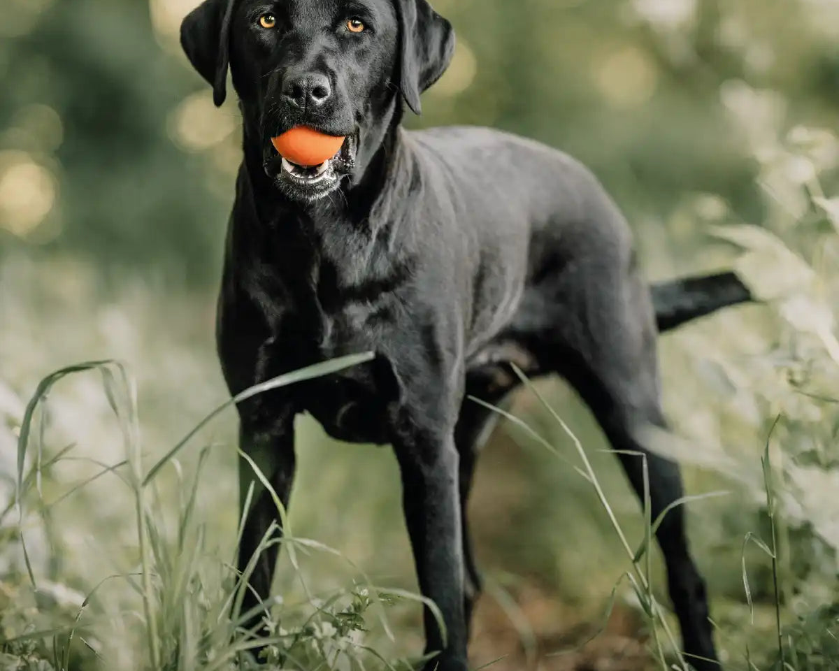Hund adoptiert den orangenen Rudelkönig Hundeball im Wald.