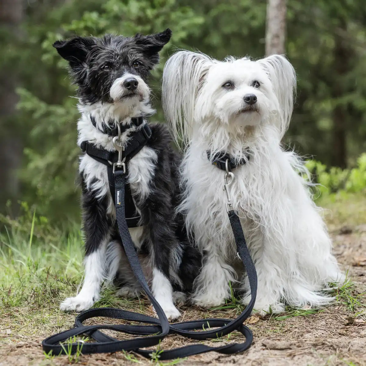 Zwei Hunde sind mit der Rudelkönig Hundeleine Bella in schwarz zusammen angeleint und schauen sitzend zu ihrem Frauchen.