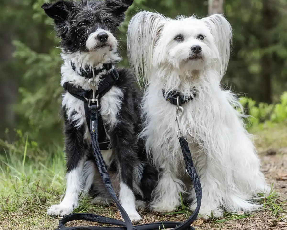 Zwei Hunde sind mit der Rudelkönig Hundeleine Bella in schwarz zusammen angeleint und schauen sitzend zu ihrem Frauchen.