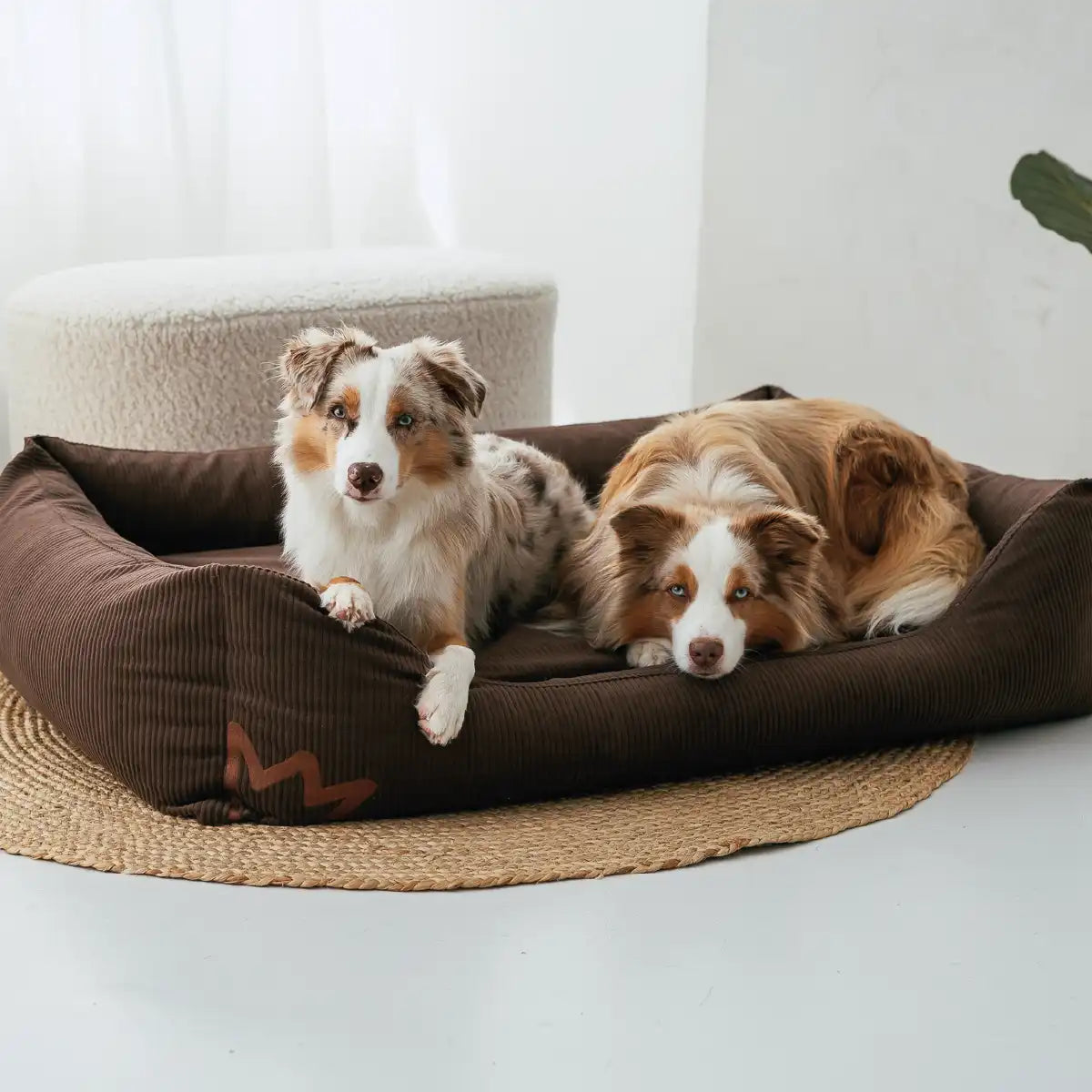 Zwei Hunde liegen gemeinsam im Rudelkönig Hundebett Koye aus Cord in dunkelbraun und schauen neugierig ihr Frauchen an und warten auf das Leckerli.