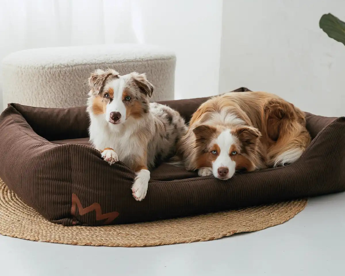 Zwei Hunde liegen gemeinsam im Rudelkönig Hundebett Koye aus Cord in dunkelbraun und schauen neugierig ihr Frauchen an und warten auf das Leckerli.