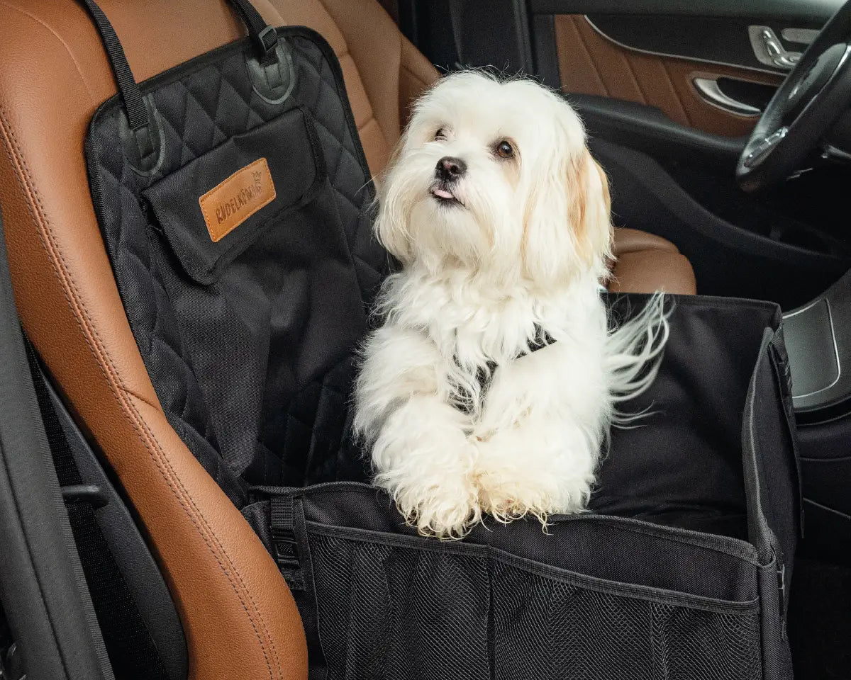 Hund sitzt entspannt im Rudelkönig Autositz auf dem Beifahrersitz und schaut aus dem Fenster.