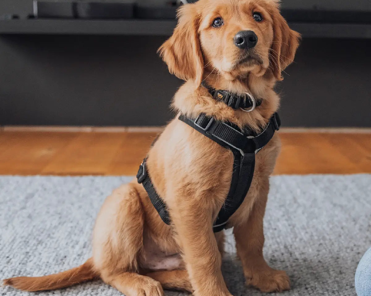 Hund sitzt mit dem Rudelkönig Hundegeschirr Paola in schwarz im Wohnzimmer und macht Sitz.
