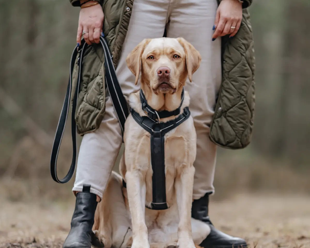 Frauchen steht mit ihrem Hund im Wald und hält ihn an der Rudelkönig Paola Hundeleine in schwarz am Antizuggeschirr Paola von Rudelkönig.