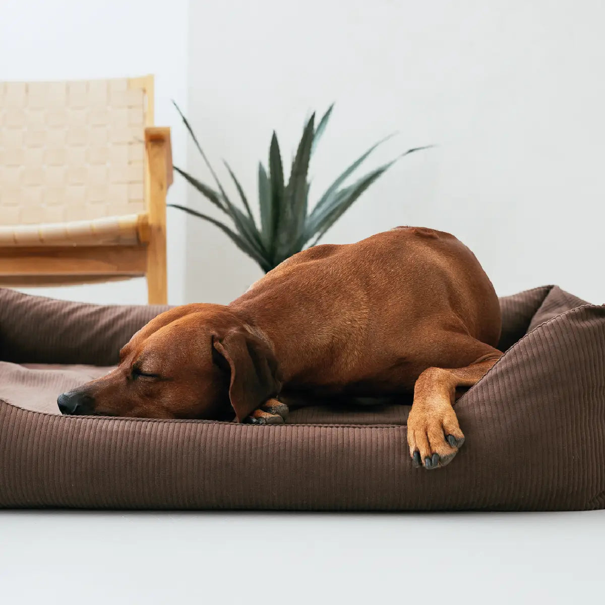 Brauner Hund schläft tiefenentspannt im kuscheligen Rudelkönig Cord-Hundebett in dunkelbraun – stilvoller Komfort für Zuhause.