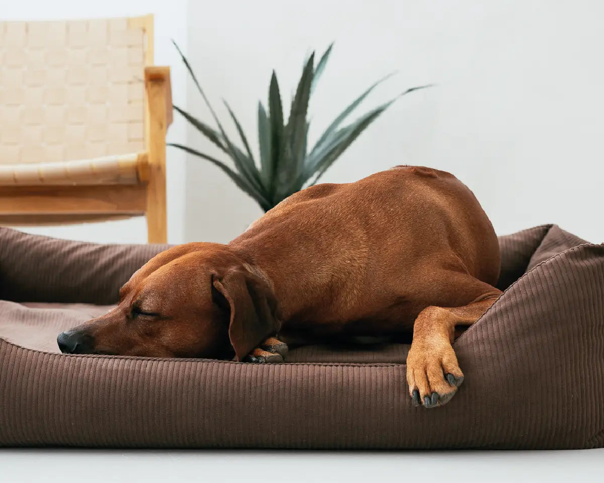 Brauner Hund schläft tiefenentspannt im kuscheligen Rudelkönig Cord-Hundebett in dunkelbraun – stilvoller Komfort für Zuhause.