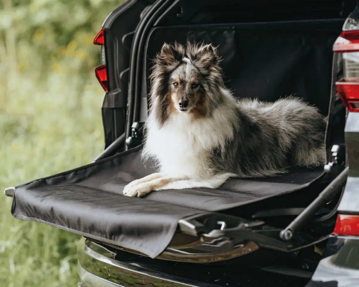Hund liegt entspannt auf der geöffneten Kofferraumklappe mit Schutzmatte von Rudelkönig – ideal für sichere Autofahrten mit Hund.