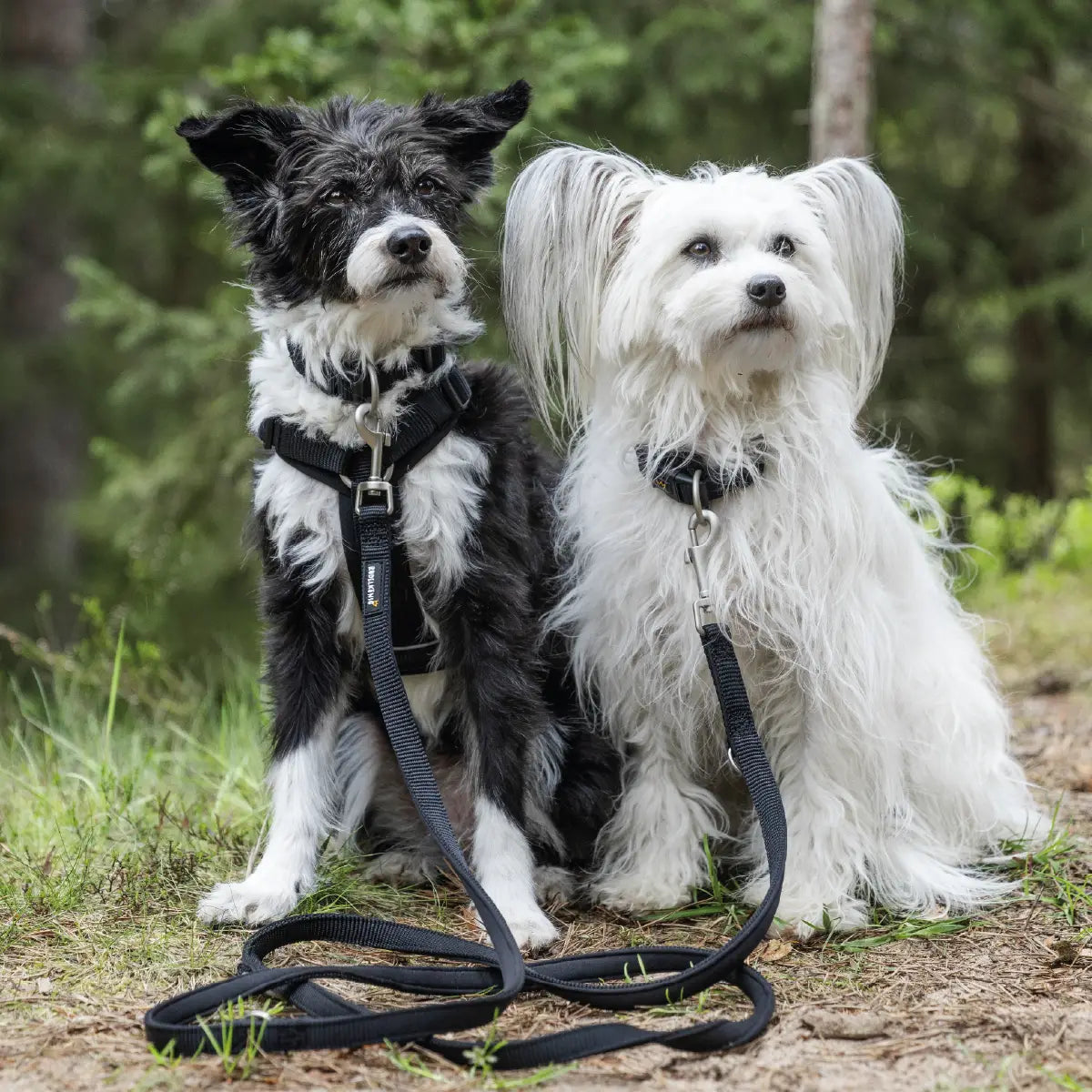 Zwei kleine Hunde tragen leichte, schwarze Rudelkönig Leinen im Wald – optimale Kontrolle und Komfort beim Spaziergang.
