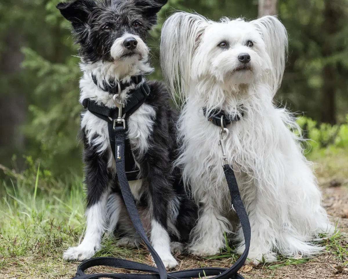 Zwei kleine Hunde tragen leichte, schwarze Rudelkönig Leinen im Wald – optimale Kontrolle und Komfort beim Spaziergang.