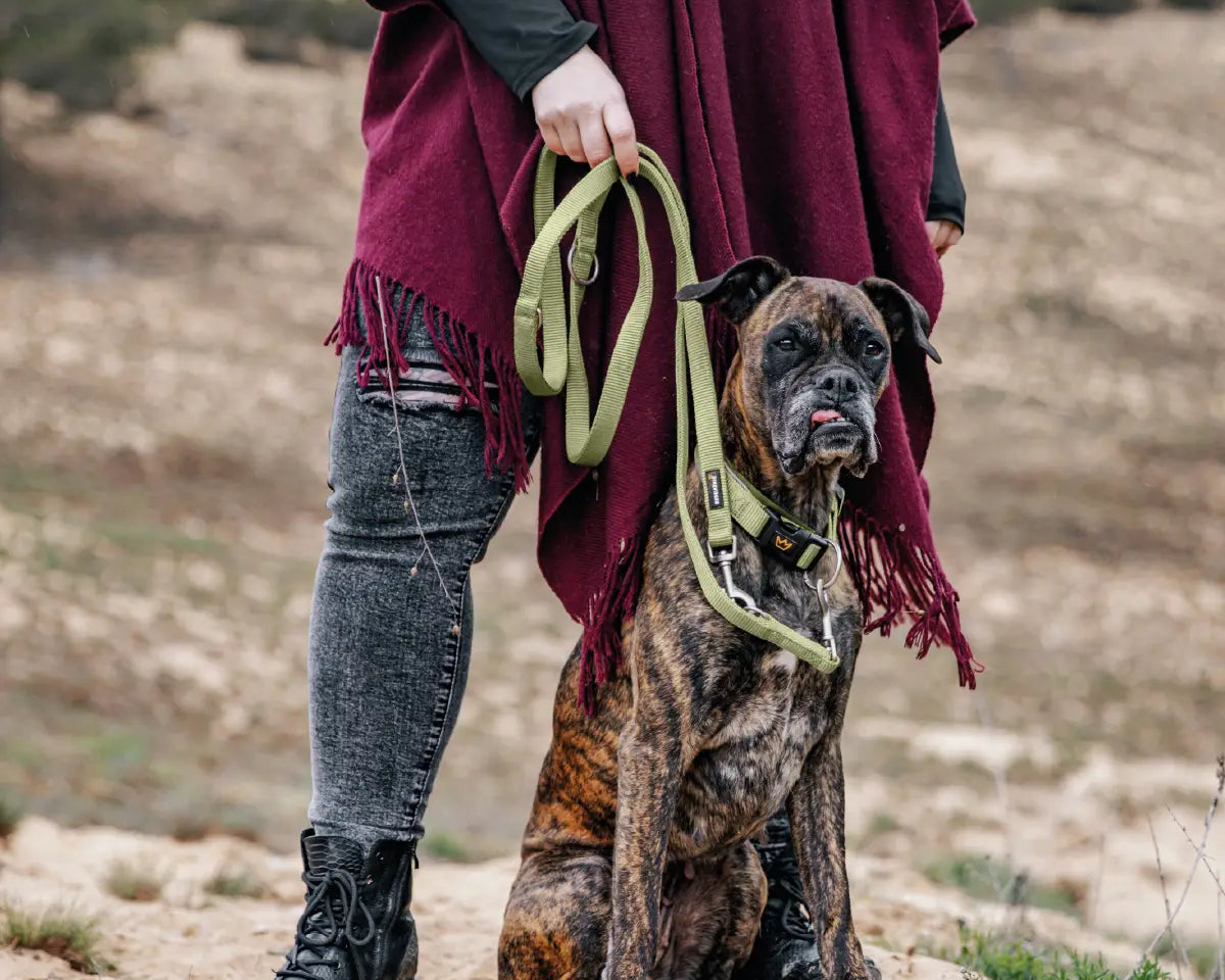 Gestromter Boxer sitzt im Sand vor seiner Halterin, getragenes Halsband Bella von Rudelkönig und grüne Hundeleine Frida von Rudelkönig gut sichtbar.