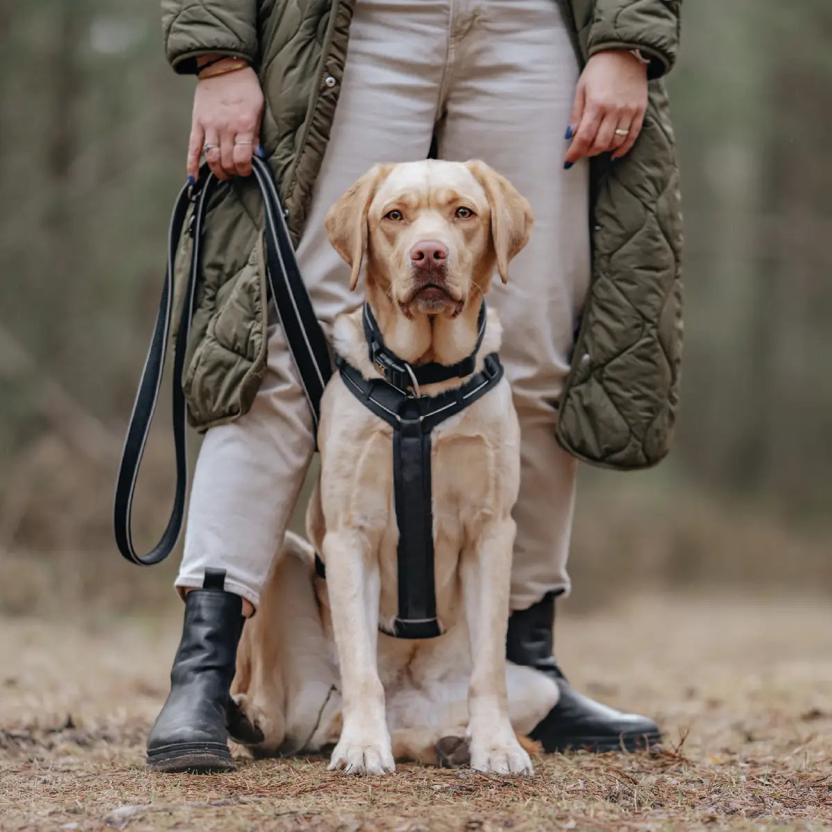 Ein heller Hund sitzt im Wald zwischen den Beinen seiner Halterin und trägt ein schwarzes Geschirr und eine passende Leine von Rudelkönig. Alles was man im Petshop kaufen kann.