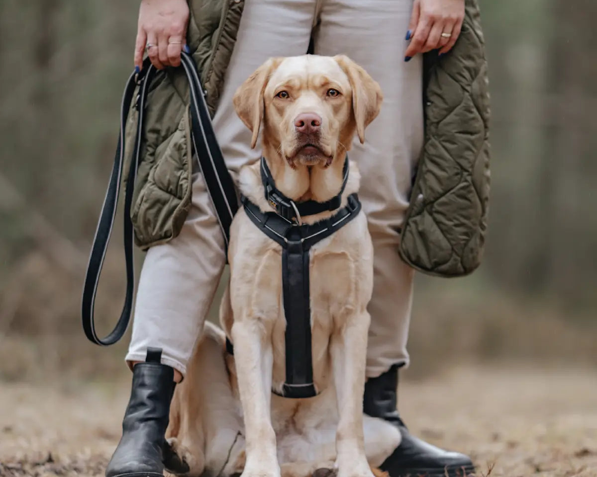 Ein heller Hund sitzt im Wald zwischen den Beinen seiner Halterin und trägt ein schwarzes Geschirr und eine passende Leine von Rudelkönig. Alles was man im Petshop kaufen kann.