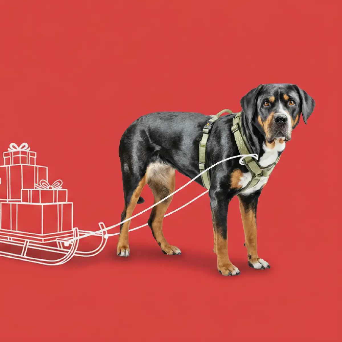Großer Hund trägt olivgrünes Geschirr Bella von Rudelkönig und zieht einen Schlitten mit Geschenken vor rotem Hintergrund.