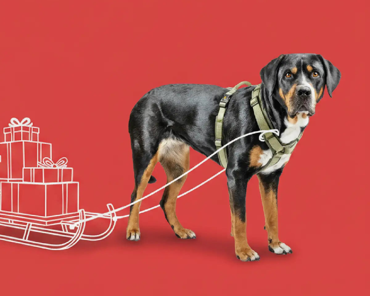 Großer Hund trägt olivgrünes Geschirr Bella von Rudelkönig und zieht einen Schlitten mit Geschenken vor rotem Hintergrund.