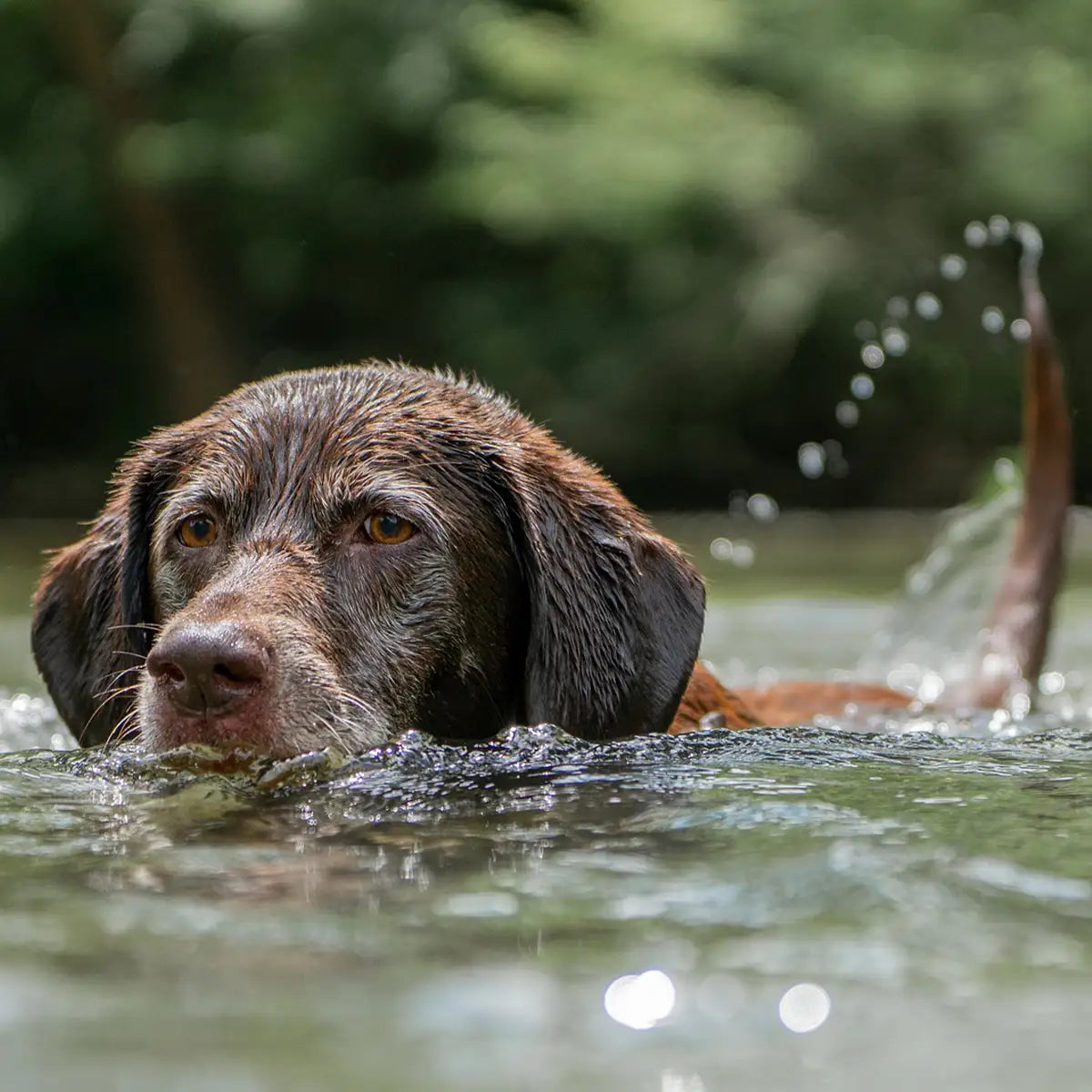 Hund schwimmt im Wasser – sicherer Badespaß für Vierbeiner an heißen Tagen.