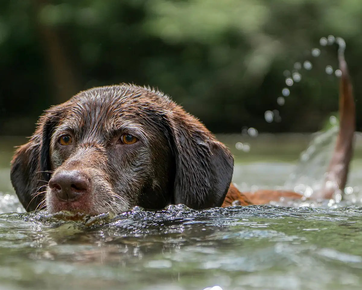 Hund schwimmt im Wasser – sicherer Badespaß für Vierbeiner an heißen Tagen.